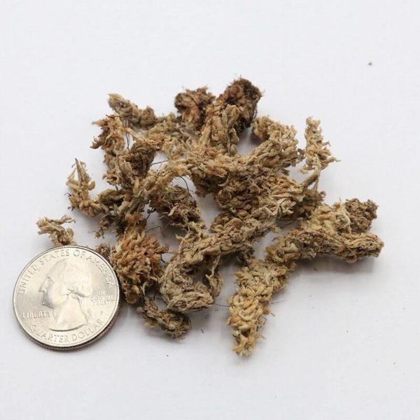AAA SPhagnum moss image with american quarter for size reference; 1/2 quarter size